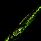 Valorant Tactical Dagger 45cm  LED Glowing Replica – Lightweight Cosplay Display Collectible